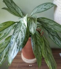 AGLAONEMA