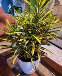 CROTON FIDEO