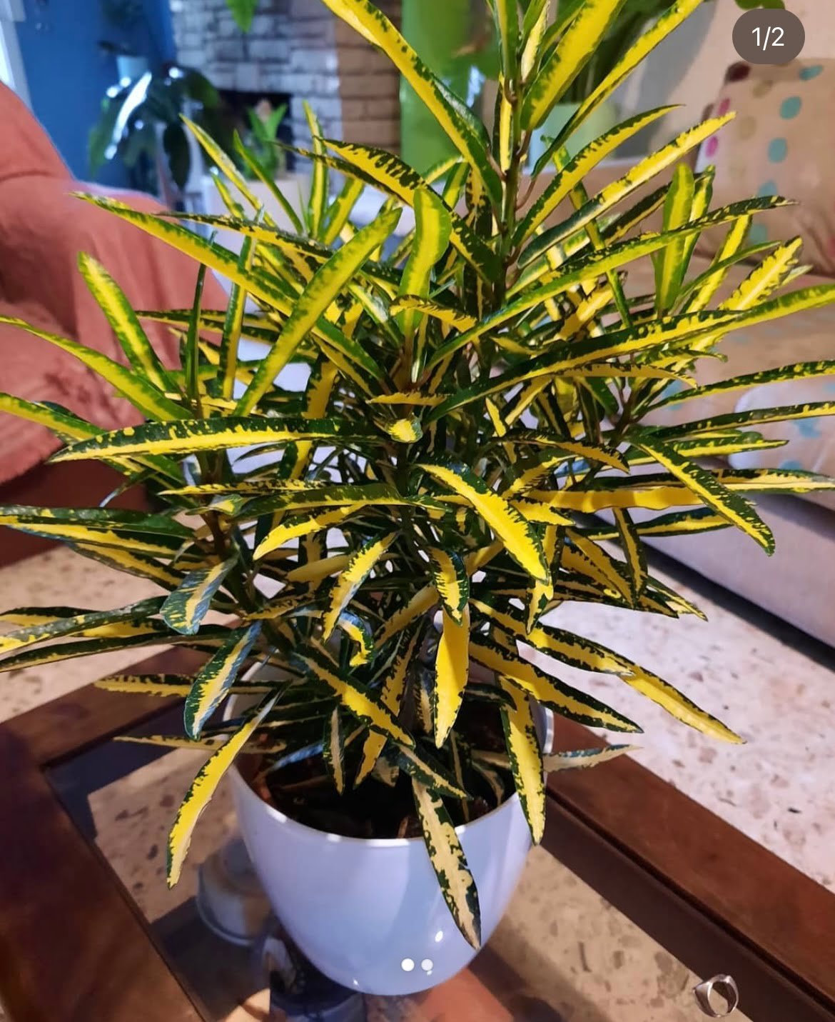 NOMBRE CROTON FIDEO