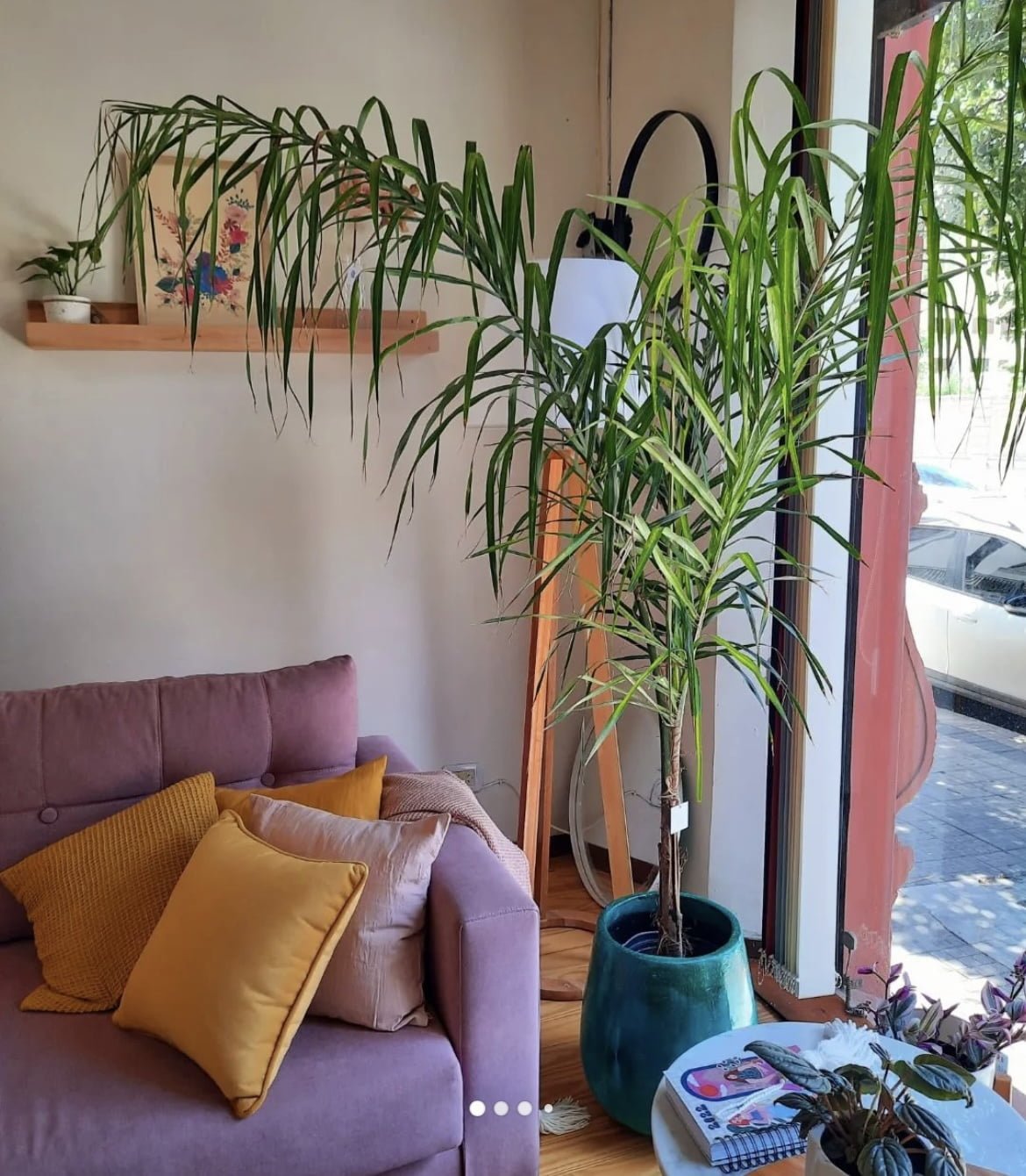 NOMBRE PALMERA PINDO
