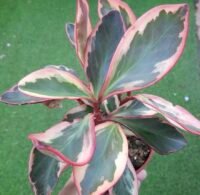 PEPEROMIA TRICOLOR