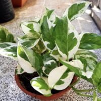 POTHUS EIO