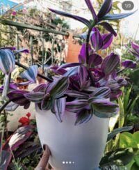 TRADISCANTIA