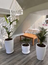 Cono Moderno - Imagen 2