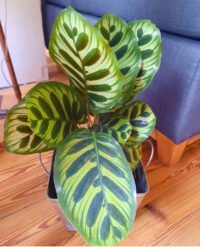 Calathea Macoyano