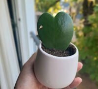Cactus Corazon
