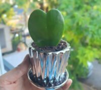Cactus Corazon - Imagen 2