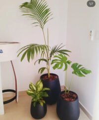 Palmera Seafortia XXL - Imagen 2