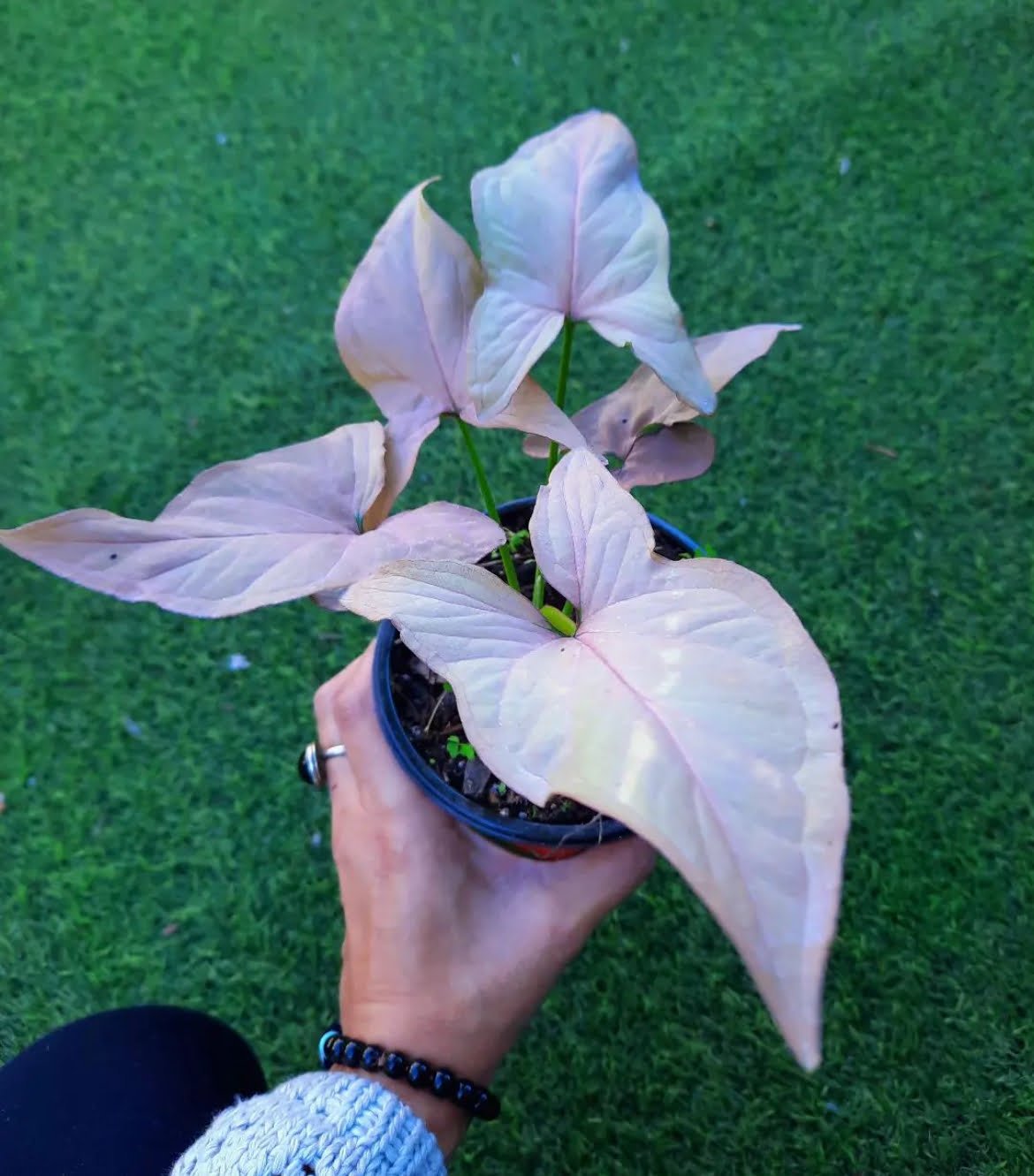 image3(10)