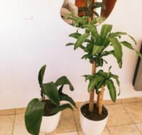 Plastico Premium - Imagen 4