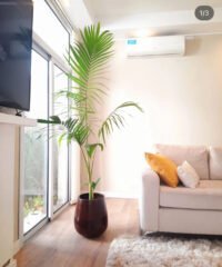 Palmera Seafortia XXL
