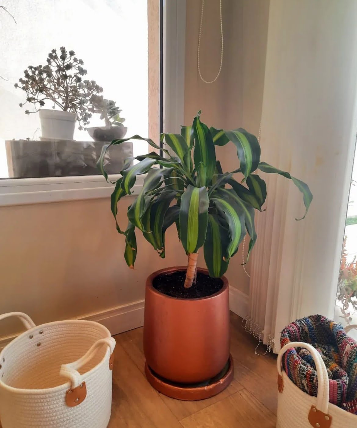 image6(6)