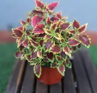 Coleus