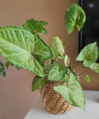 Singonium