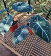 Alocasia Black