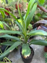 Robusta Chica