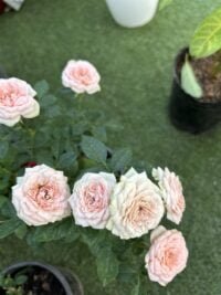 Mini Rosas