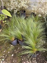 Stipa