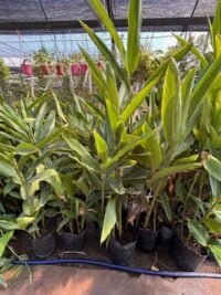 Alpinia Verde