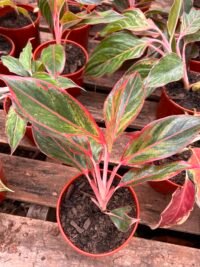 Aglaonema Fucsia