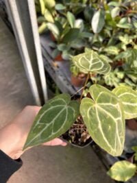 Anthurium Clarinervium