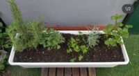 Huerta con aromaticas