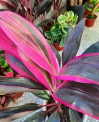 Rubra - Imagen 2