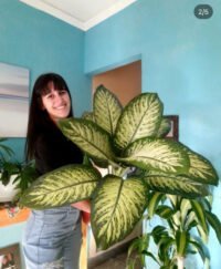 Tropic XXL