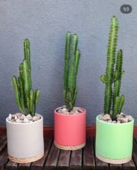 Euphorbia