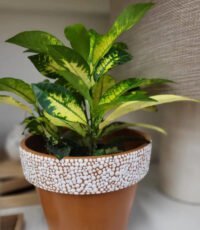 Croton Mandarina