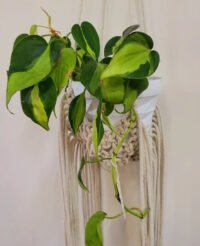 Pothus Brasilero