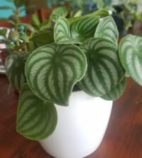 Peperomia Watermellon