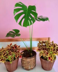 Monstera