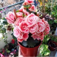 Begonia de la Paz