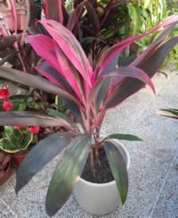 Rubra