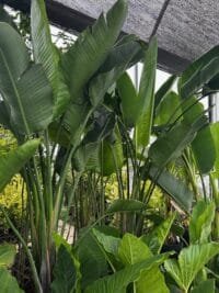 Strelitzia Nicolai XXL