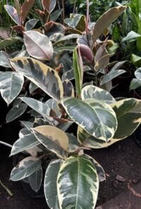 Gomero Variegado XL