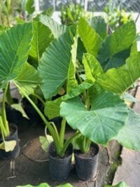 Alocasia Oreja de Elefante XXL+