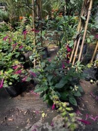 Salvia Wendy