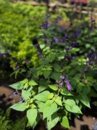 Salvia Guaranitica