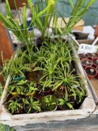 Carnivora Drosera
