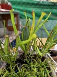 Carnivora Serracenia