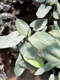 Philodendron Plateado