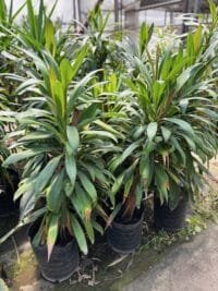Robusta XXL