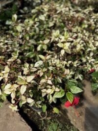 Rosa China Variegada